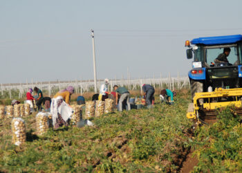 Niğde'de yazlık patates hasadı başladı; kilosu tarlada 10-12 TL
