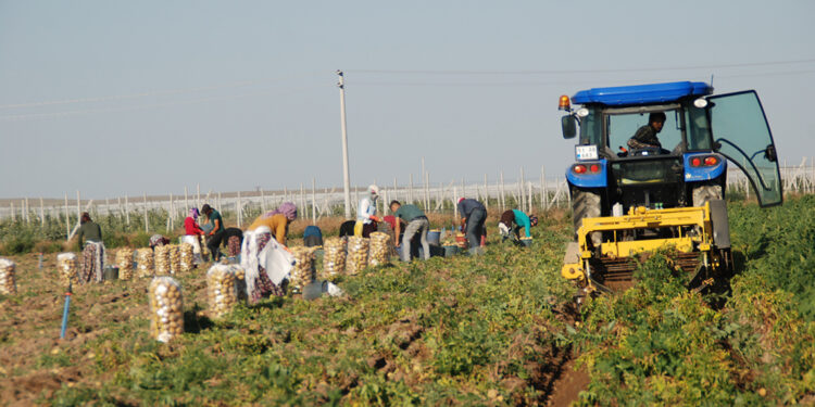 Niğde'de yazlık patates hasadı başladı; kilosu tarlada 10-12 TL