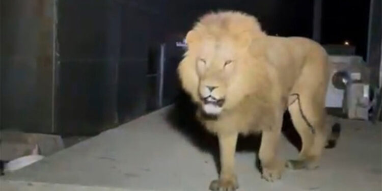 O aslanın hiçbir şekilde kaçmaması gerekiyordu, en büyük problem bu