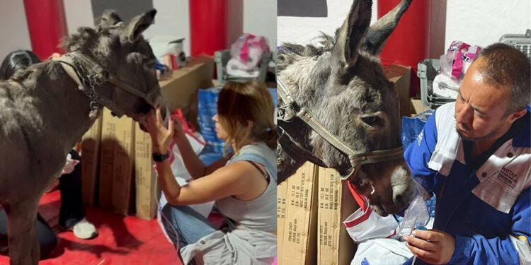 Ödemiş'teki yangında dumandan etkilenen eşek hayata döndürüldü