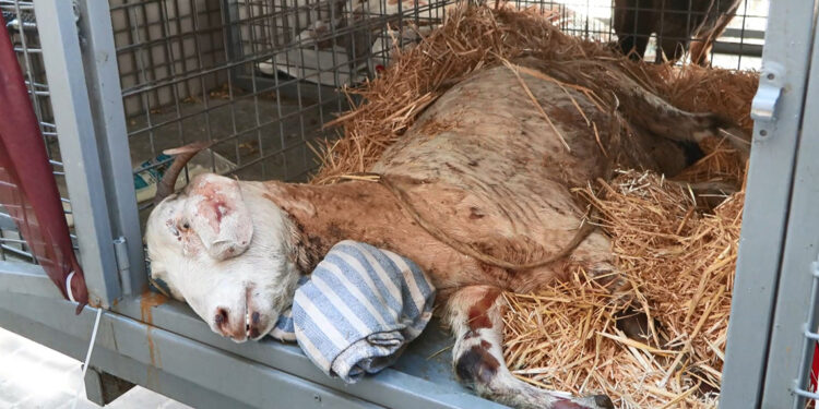 Ödemiş'te yangından yaralı kurtarılan keçi İstanbul'da tedavi ediliyor