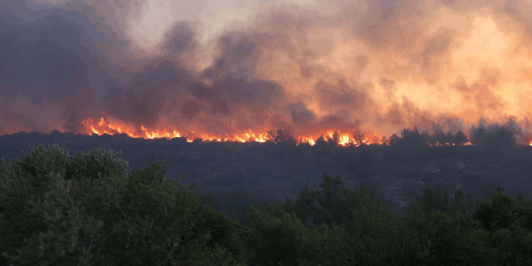 Ormanlarımız şiddetli bir stres altında