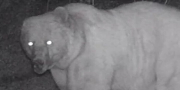 Sağ kulağı olmayan bozayı fotokapanla görüntülendi