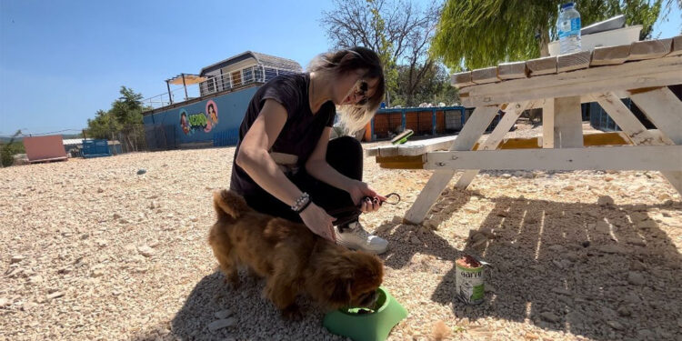 Gönüllüler sahiplenilmeyi bekleyen hayvanların bakıcılığını yapıyorlar