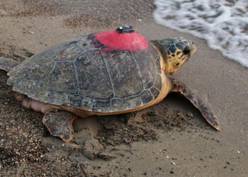 Sinyali kesilen caretta caretta Tuba Dalyan'a döndü