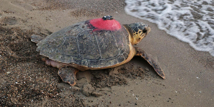Sinyali kesilen caretta caretta Tuba Dalyan'a döndü