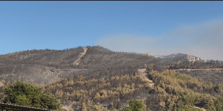 Sakarya'daki orman yangını kısmen kontrol altına alındı