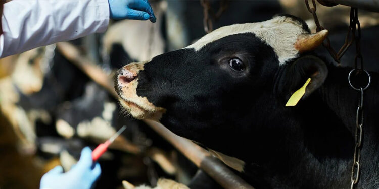 Şap hastalığından korunmanın yolları 