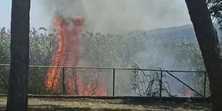 Sapanca Gölü kıyısındaki sazlıkta çıkan yangın söndürüldü