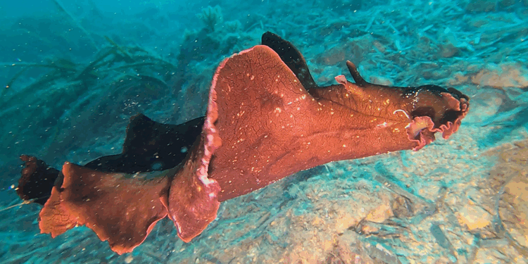 Saros Körfezi’nde 'İspanyol dansçısı' balığı görüntülendi