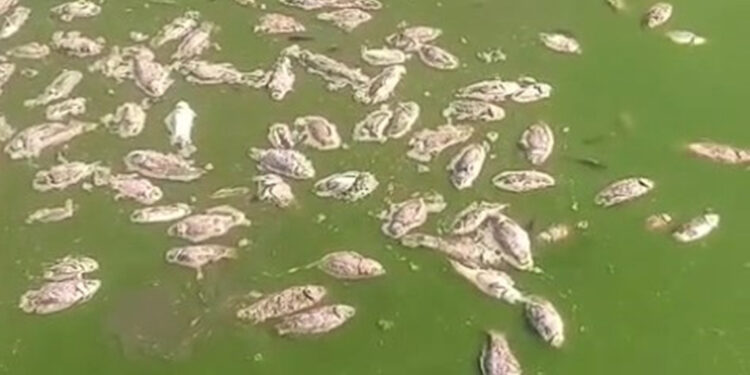 Şırnak'ta debisi düşen göletlerde toplu balık ölümleri