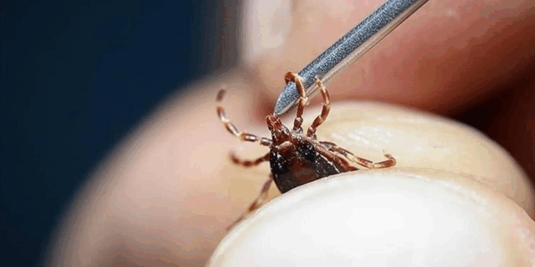 Sivas'ta keneden ölenlerin sayısı 12'ye yükseldi