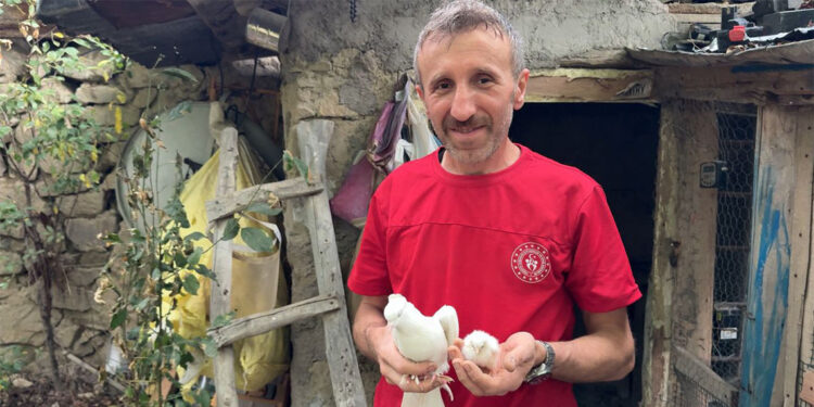 Tavuk yumurtasının üzerine kuluçkaya yatan güvercin