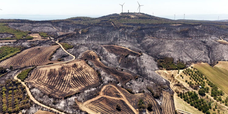 Tekirdağ'da yanan alanlar yürekleri sızlattı