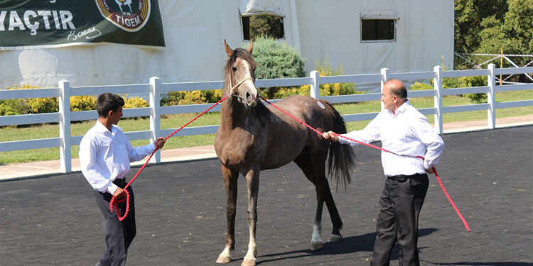 TİGEM tay satışından 23 milyon 45 bin lira gelir elde etti