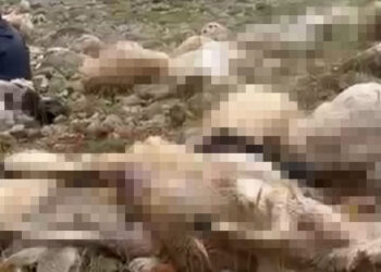 Tunceli'de yaylaya yıldırım düştü 200 küçükbaş öldü