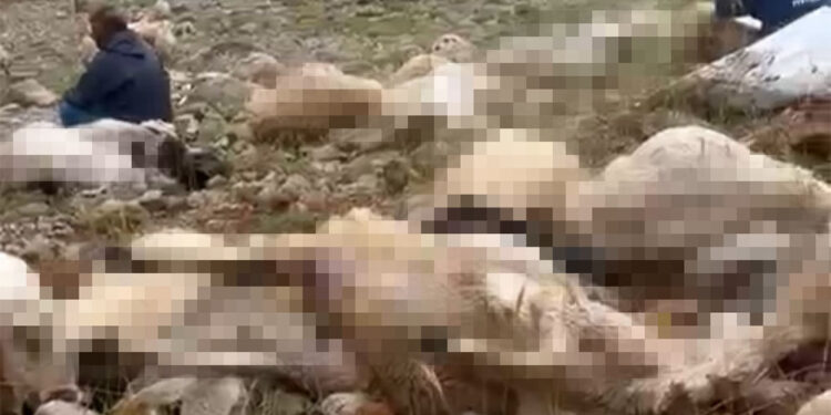 Tunceli'de yaylaya yıldırım düştü 200 küçükbaş öldü