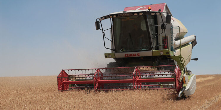 Türkiye'nin tahıl ambarlarından Polatlı'da hasat başladı