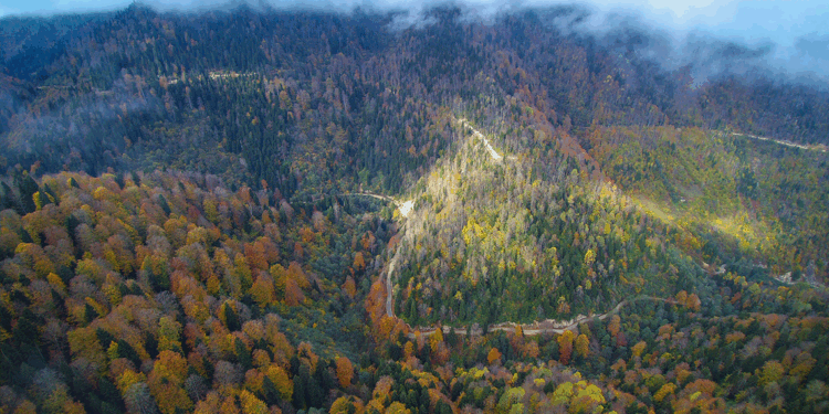 Türkiye'de yılın ilk 7 ayında 4 bin 426 yangın çıktı