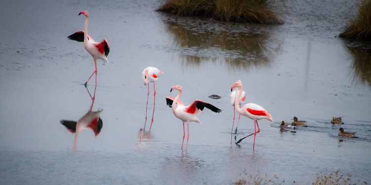 Türkiye'nin tapulu tek lagününde kuraklık ve müsilaj tehdidi