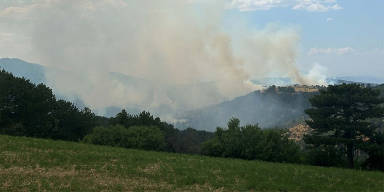 Uşak'ta orman yangını çıktı; çok sayıda ekip sevk edildi