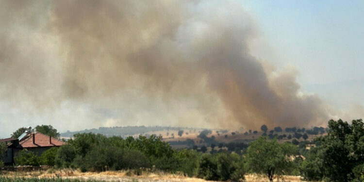 Uşak'ta meşelik yangını