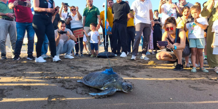 Uydu takip cihazı takılan 'Soli', Akdeniz'in sularına bırakıldı 