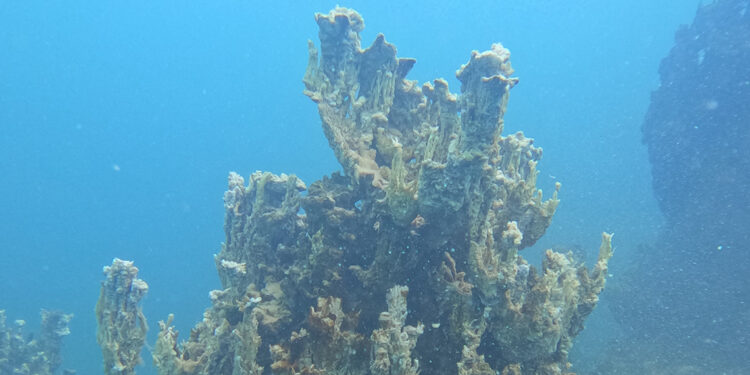 Van Gölü'nde 70 metrelik yeni mikrobiyalit bulundu