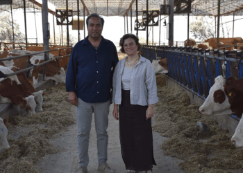Veteriner çift, çiftlikteki buzağılarına tanıdıklarının ismini veriyor