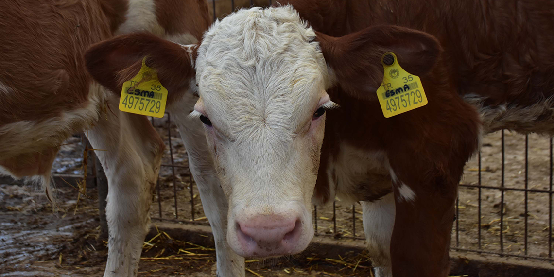 Veteriner çift, çiftlikteki buzağılarına tanıdıklarının ismini veriyor