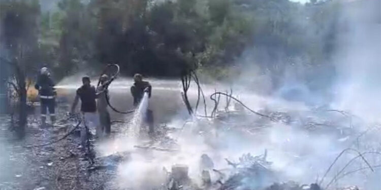 Yalova'da zeytinlik yangını! Çok sayıda zeytin ağacı zarar gördü