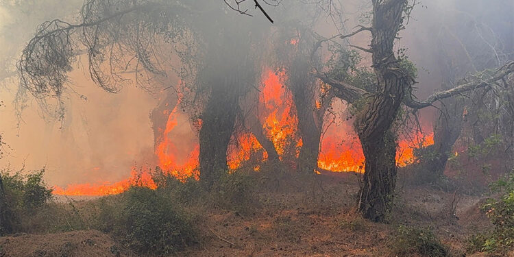 Orman yangınları sadece doğayı değil insan sağlığını da tehdit ediyor
