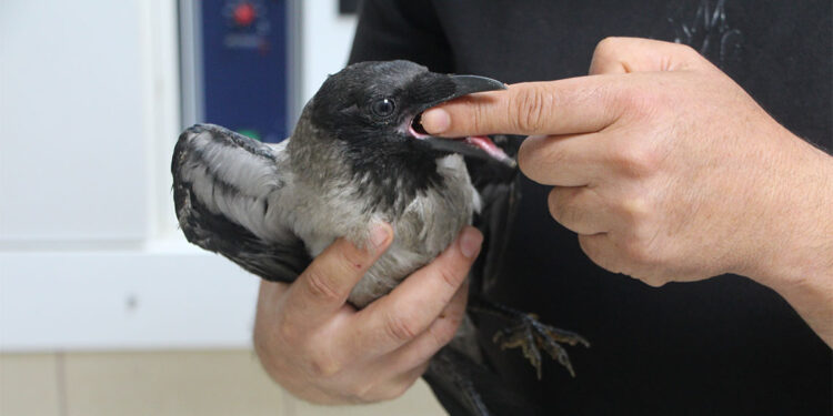 Yaralı halde bulduğu kargayı doğaya saldı