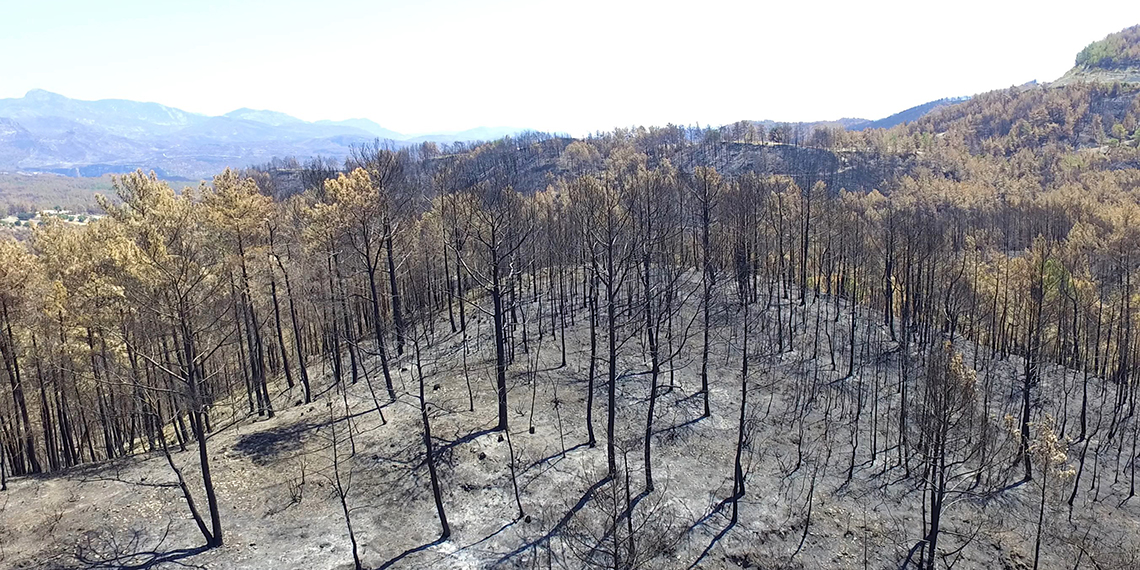 Yanan yerlere badem, zeytin, ceviz dikme fikri, bilimsel gerçeklikten uzak