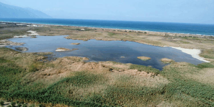 Yeniden su tutan Milleyha Kuş Cenneti'ne kuşlar geri dönüyor