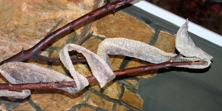 Yılan derisine ilginç talep