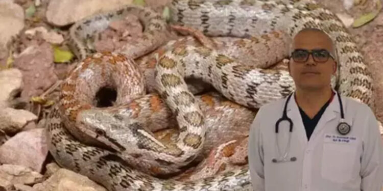 Yılan sokmalarında turnike uygulamayın