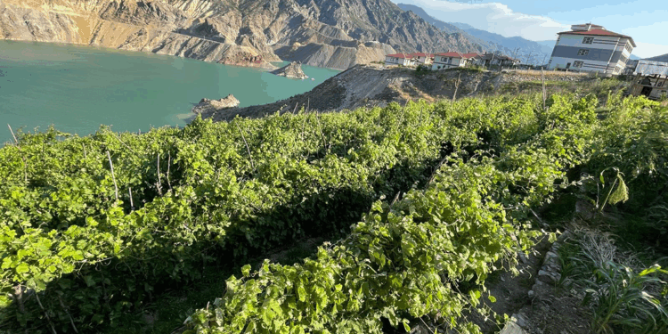 Yusufeli’deki ‘nakil bağlar’da üzüm bereketi