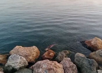 Zonguldak'ta su samuru görüntülendi