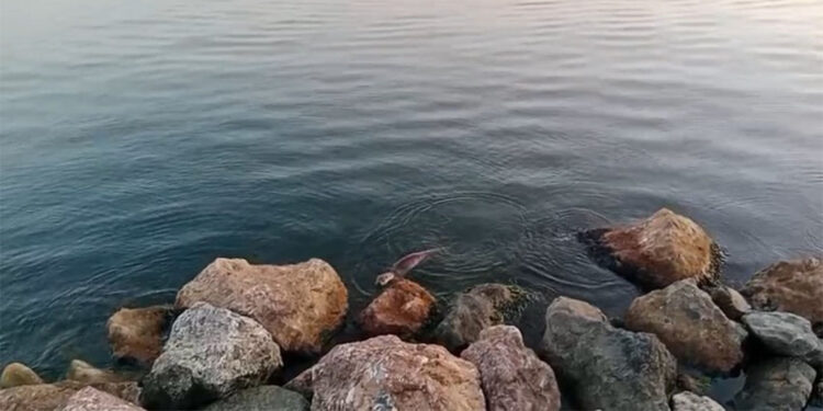 Zonguldak'ta su samuru görüntülendi