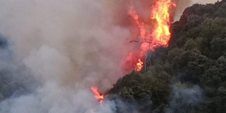 Zonguldak'taki orman yangını söndürüldü