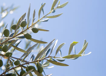 Zeytinin fısıltısı