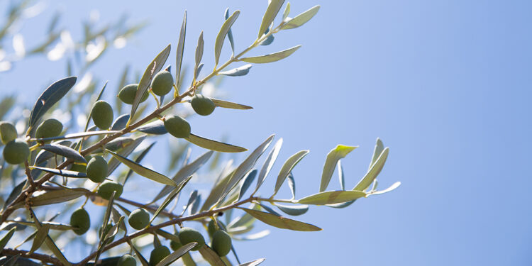 Zeytinin fısıltısı