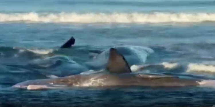 Japonya'da kıyı bölgeleri alarm durumunda; Balinalar kıyıya vurdu