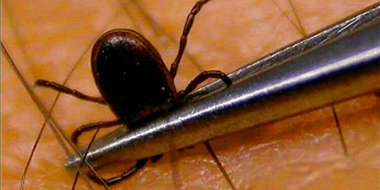 İstanbul'da bu sene 7 bin tane kene vakası ihbar edilmiş