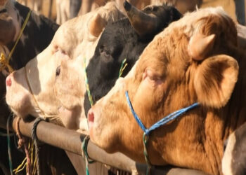 Şap hastalığı uyarısı; Kurallara sıkı sıkıya uyalım