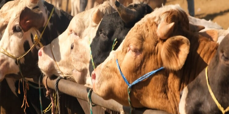 Şap hastalığı uyarısı; Kurallara sıkı sıkıya uyalım