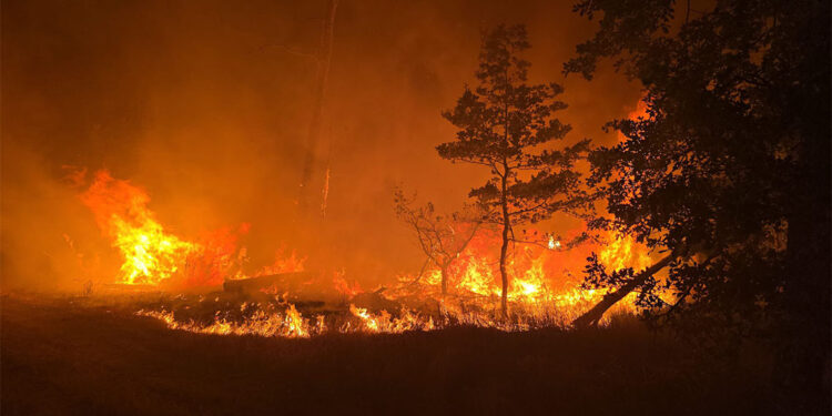 Almanya'nın üç eyaletinde orman yangını
