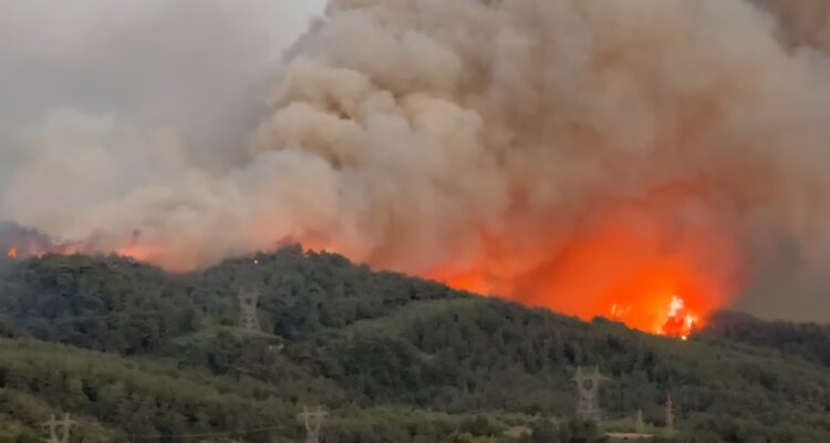 Orman yangınını kim ister