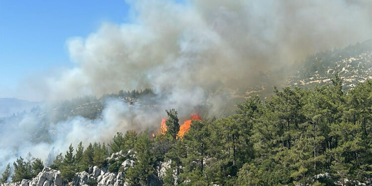 Milas'ta zeytinlik alanlar yanıyor